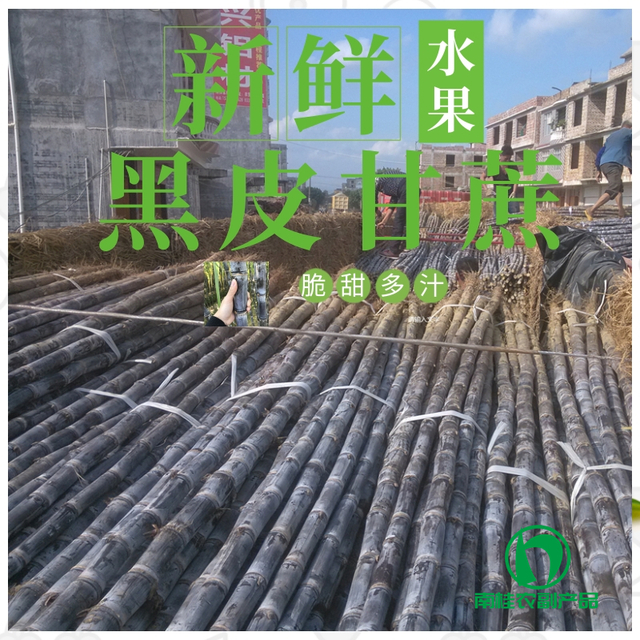 甘蔗装车实拍.jpg