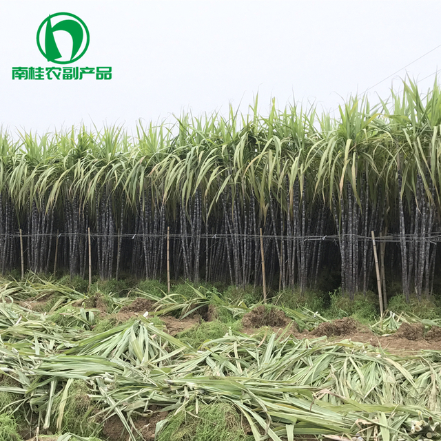 甘蔗种植基地.jpg