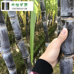 甘蔗展示15.jpg