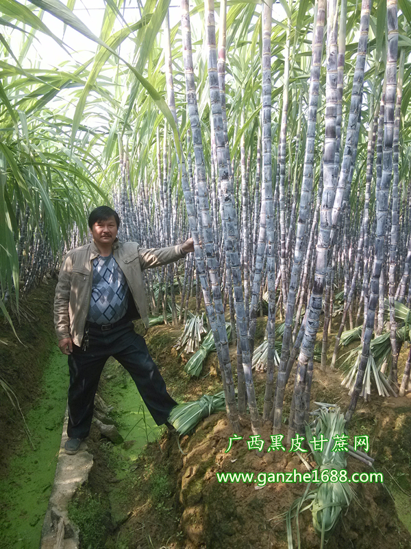 甘蔗的产地在哪_黑皮甘蔗种植产地_万亩优质甘蔗供应批发