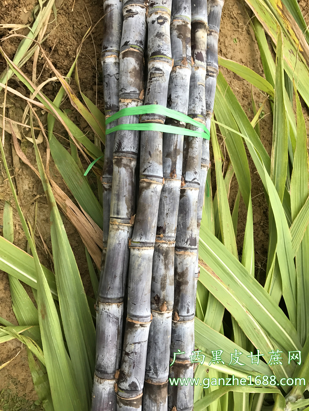 甘蔗的产地,广西最大的黑皮甘蔗产地 _"甘蔗之乡"广西博白县