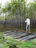 甘蔗的产地在哪_黑皮甘蔗种植产地_万亩优质甘蔗供应批发